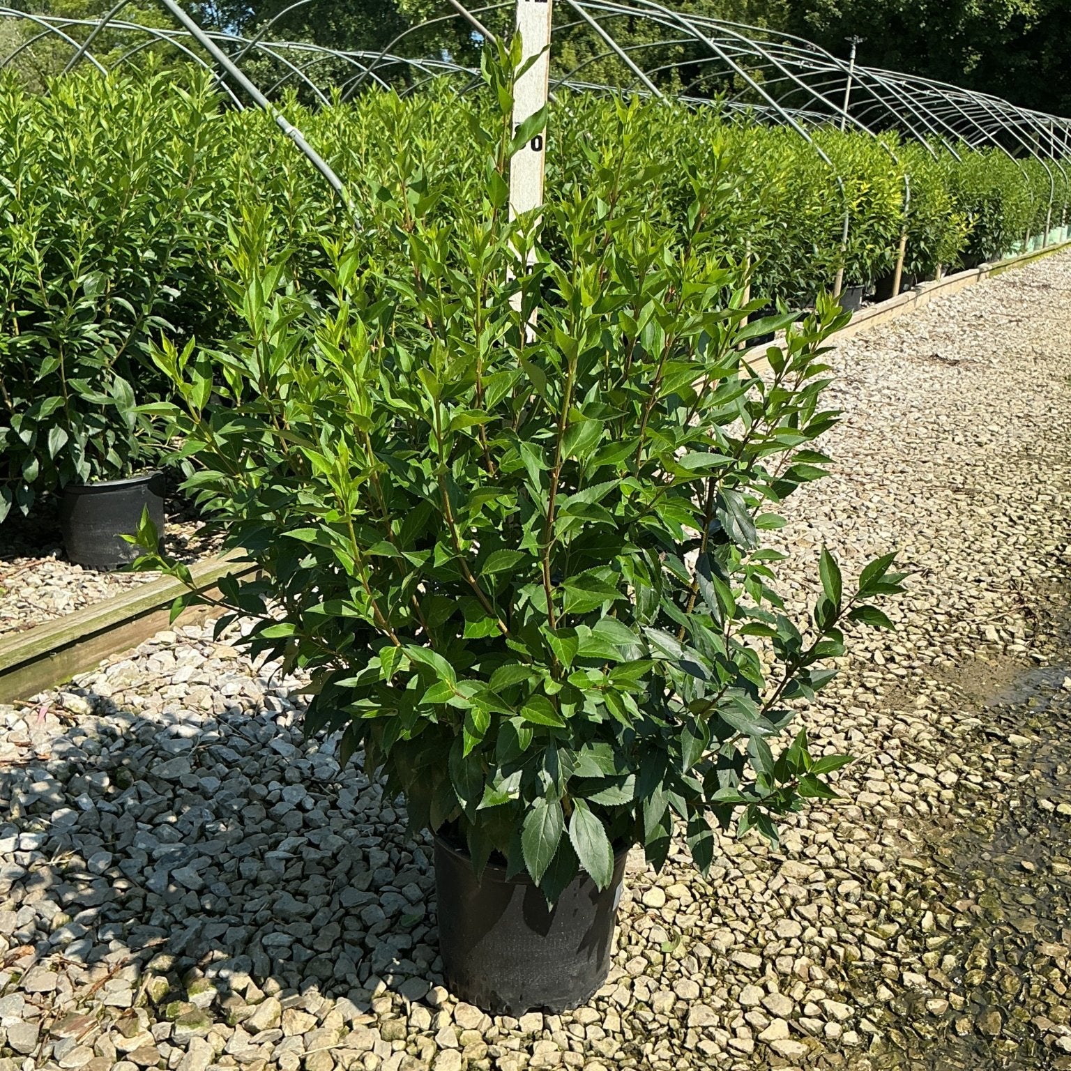 Spring Glory Forsythia shrub in a #3 container displaying dense green summer foliage at a nursery growing facility.