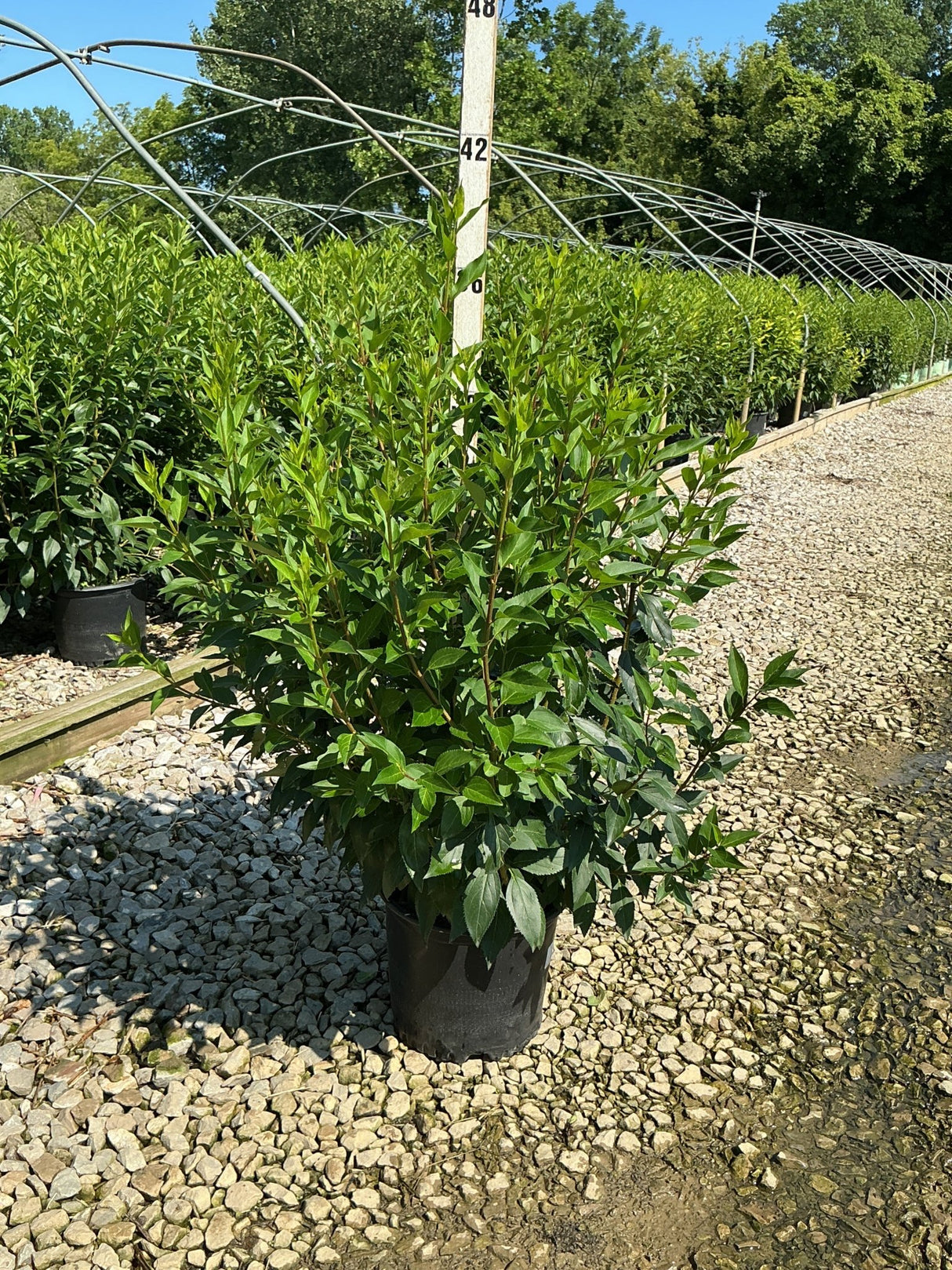 Spring Glory Forsythia shrub in a #3 container displaying dense green summer foliage at a nursery growing facility.