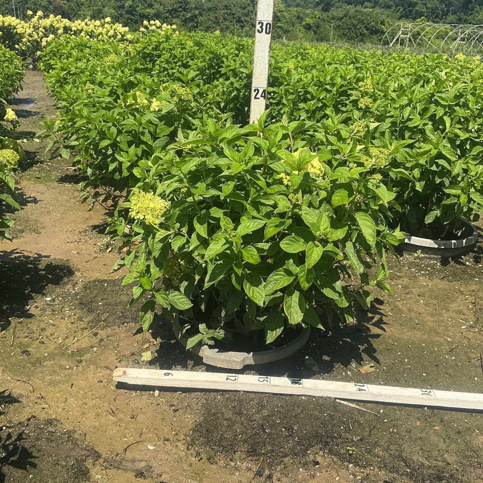 Limelight Panicle Hydrangea shrub in a #5 container with lime-green blooms emerging, measured against a nursery height pole at approximately 24 inches.