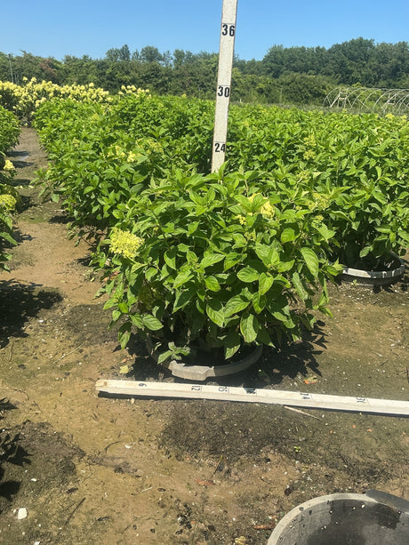 Limelight Panicle Hydrangea shrub in a #5 container with lime-green blooms emerging, measured against a nursery height pole at approximately 24 inches.