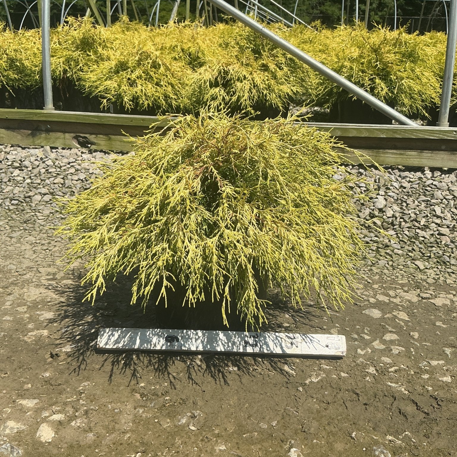Golden Mop False Cypress shrub in a #3 container displaying bright golden-yellow feathery foliage at a nursery.