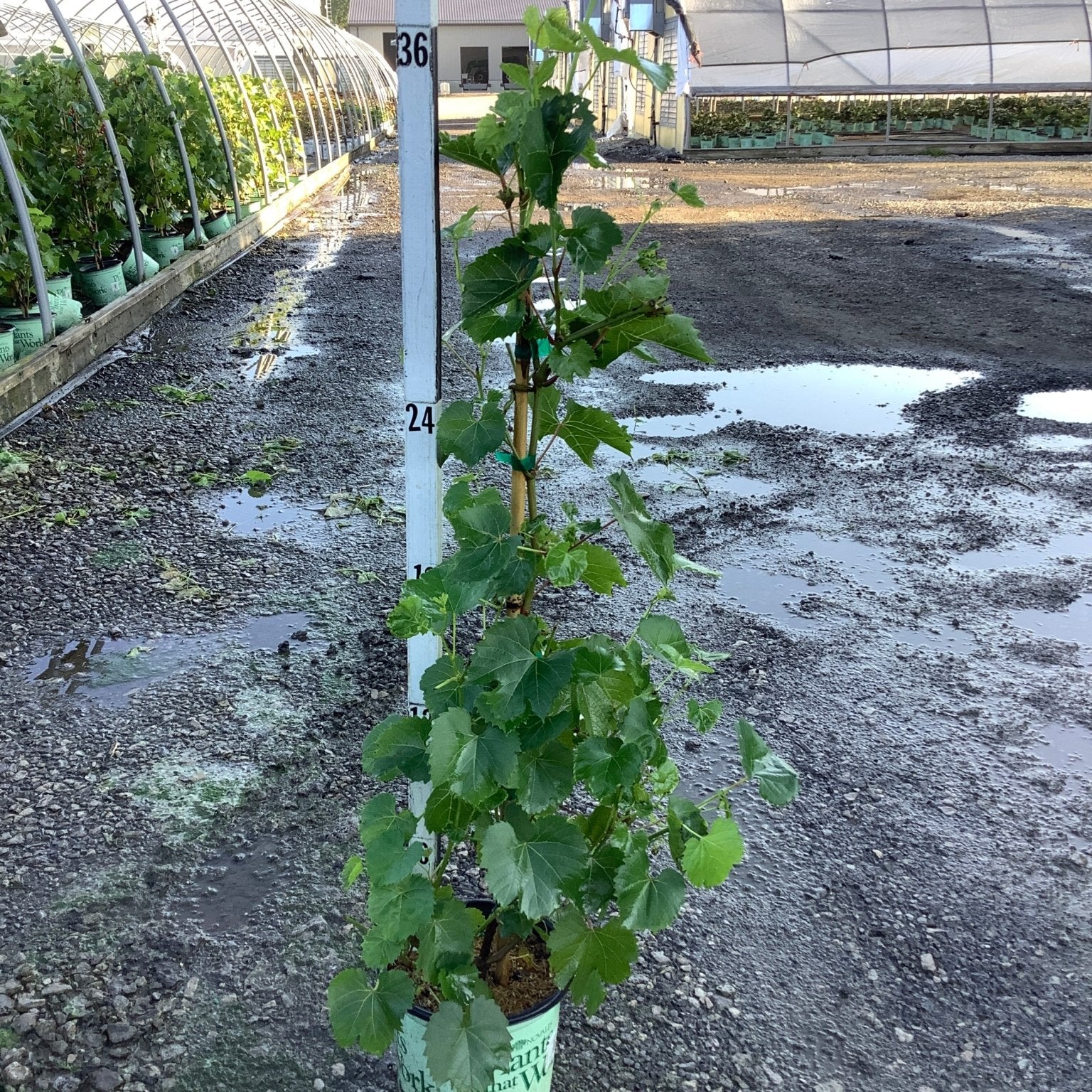 Canadice Seedless Grape Vine in a #1 container staked against a measurement pole at a nursery, reaching about 36 inches tall.