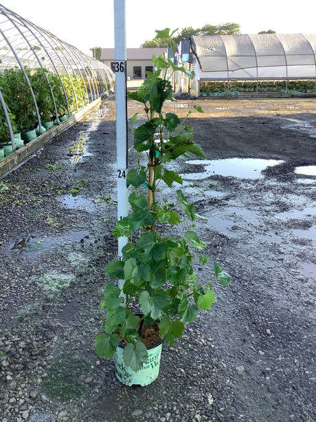 Canadice Seedless Grape Vine in a #1 container staked against a measurement pole at a nursery, reaching about 36 inches tall.
