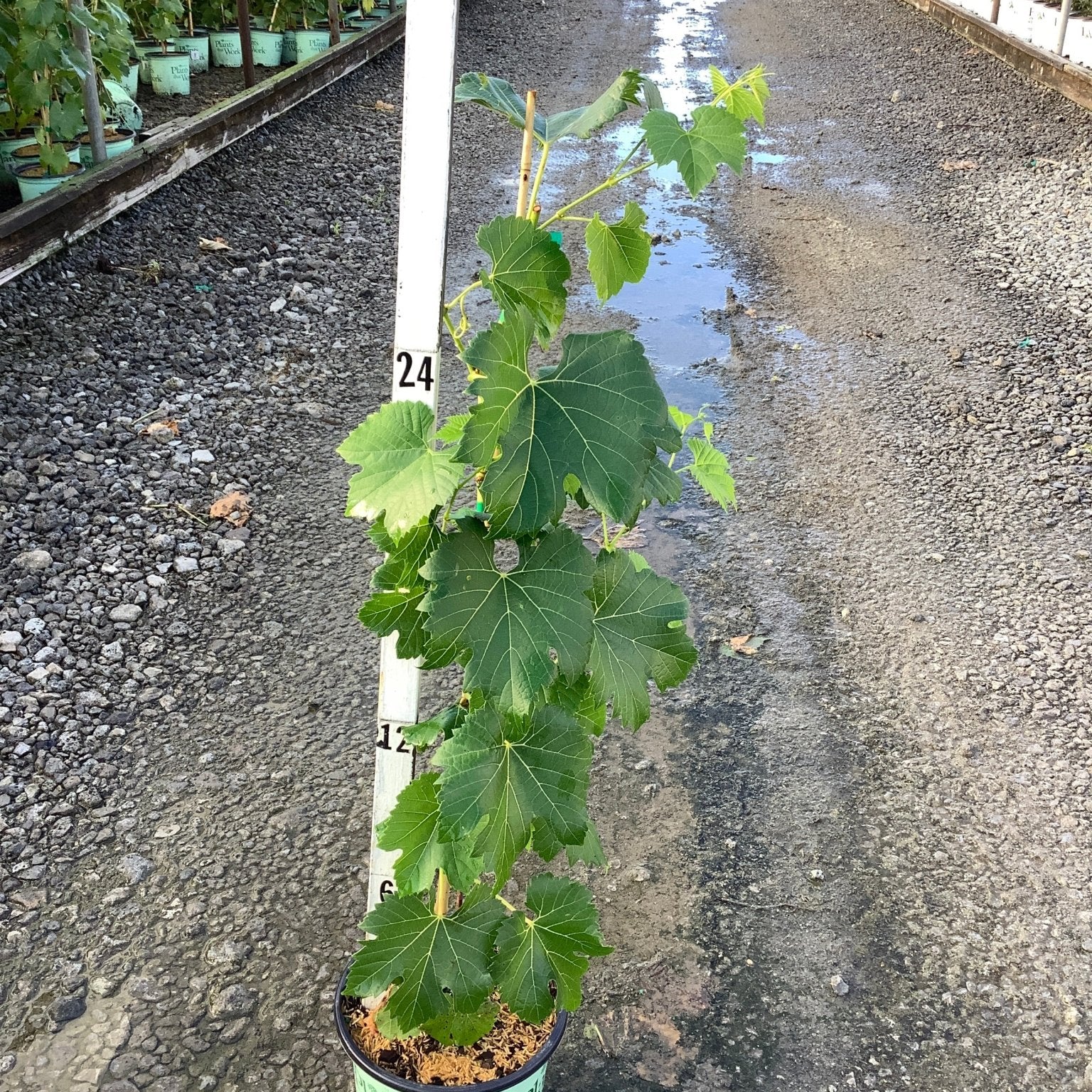Lakemont Seedless White Grape Vine in a #1 container next to a measurement pole in a nursery greenhouse aisle.