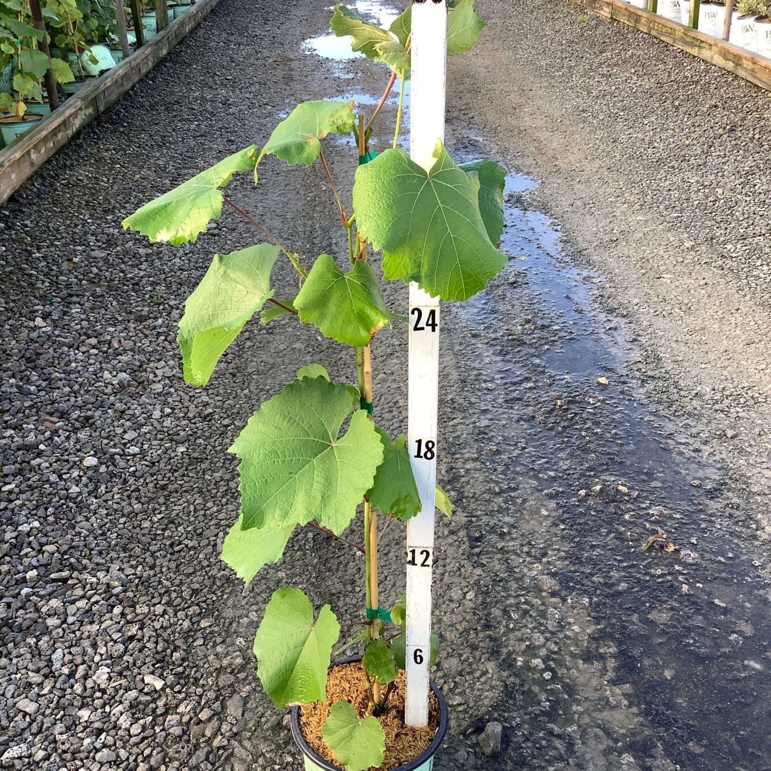 Mars Seedless Grape Vine in a #1 container displayed next to a measurement stake showing approximately 36 inches of growth.