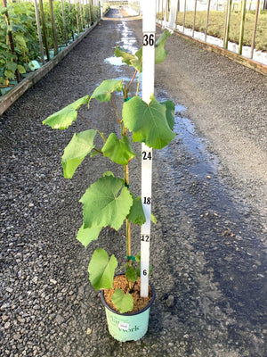 Mars Seedless Grape Vine in a #1 container displayed next to a measurement stake showing approximately 36 inches of growth.