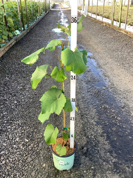 Mars Seedless Grape Vine in a #1 container displayed next to a measurement stake showing approximately 36 inches of growth.