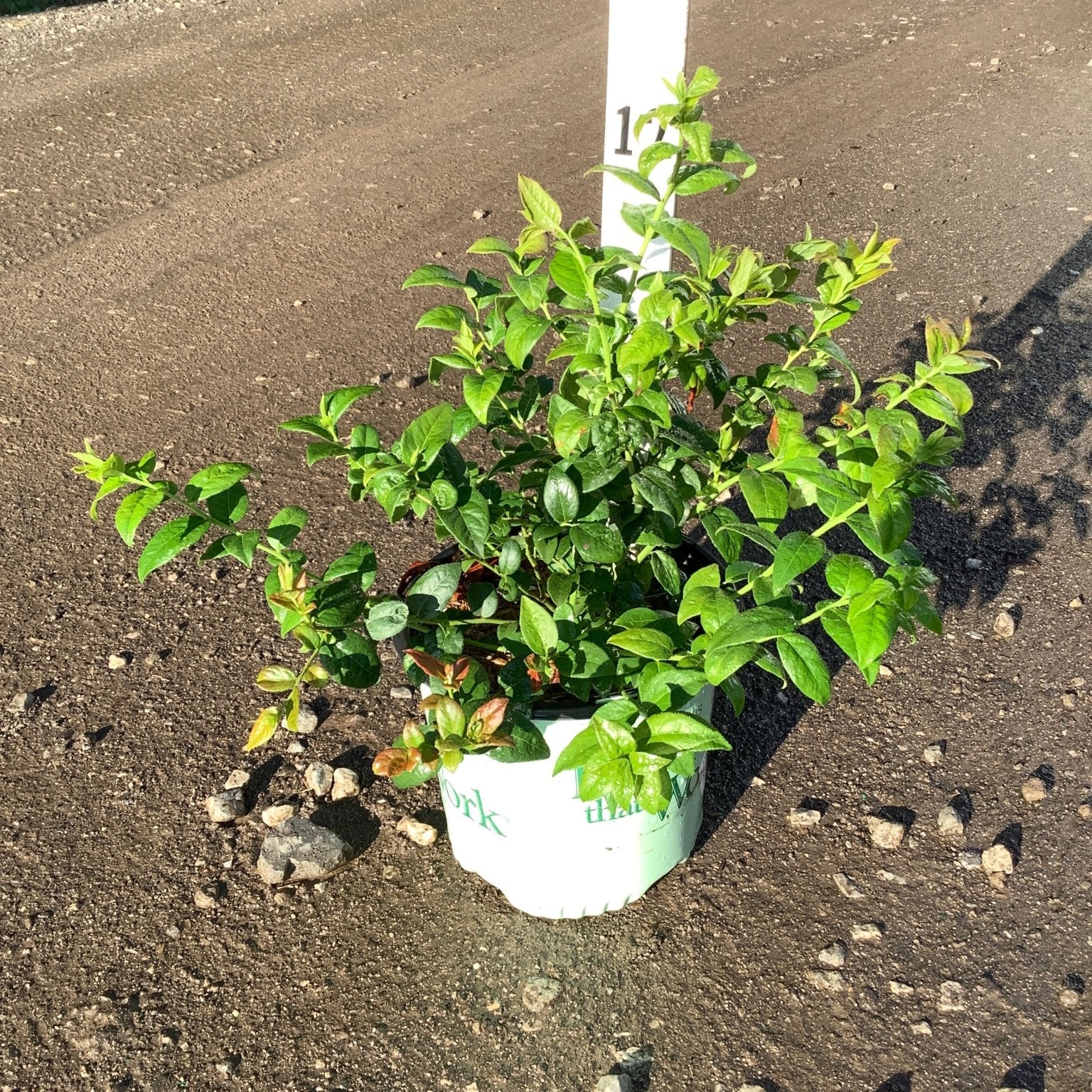 Bluecrop Blueberry Bush in a #1 container displaying dense green foliage on a gravel nursery surface.