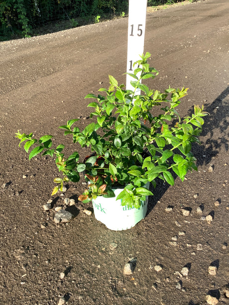 Bluecrop Blueberry Bush in a #1 container displaying dense green foliage on a gravel nursery surface.