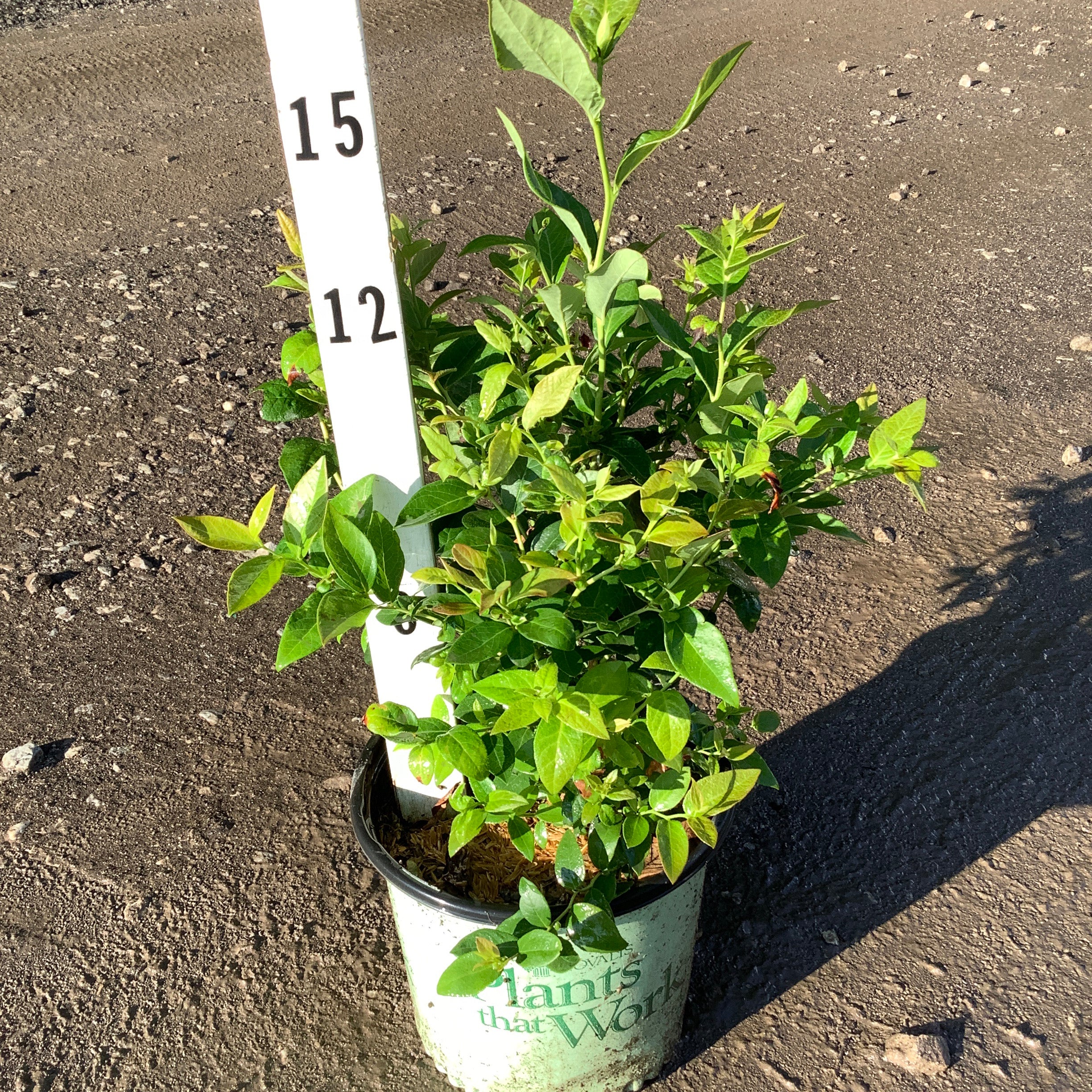 Duke Blueberry Bush in a #1 container shown against a measurement stake, reaching approximately 15 inches tall.