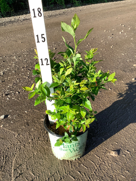 Duke Blueberry Bush in a #1 container shown against a measurement stake, reaching approximately 15 inches tall.
