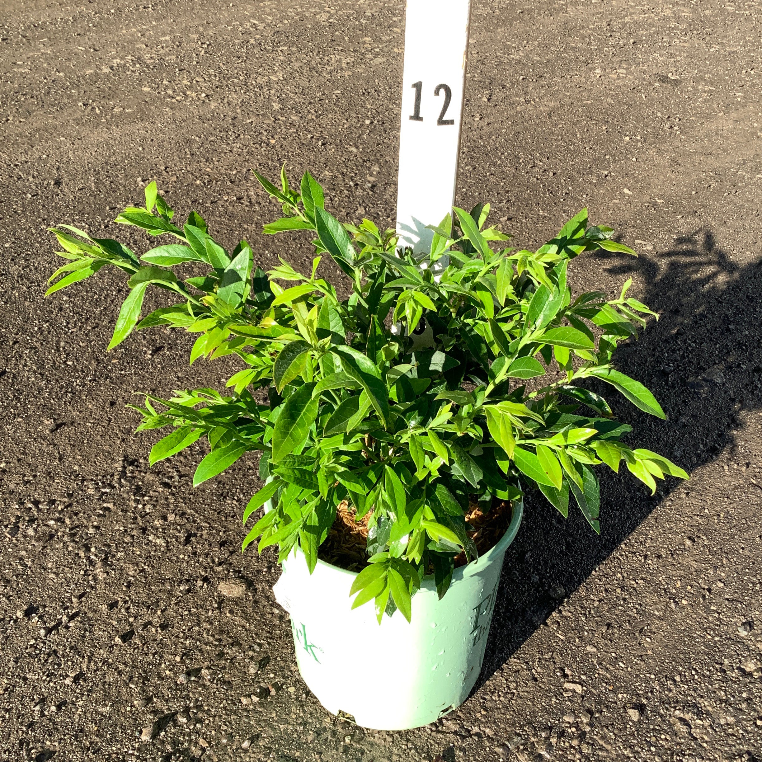 Top Hat Blueberry Bush in a #1 container showing dense green foliage and small developing berries on a gravel surface.
