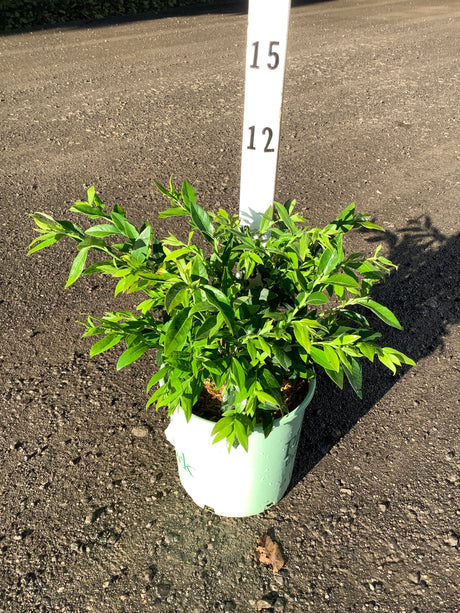 Top Hat Blueberry Bush in a #1 container showing dense green foliage and small developing berries on a gravel surface.