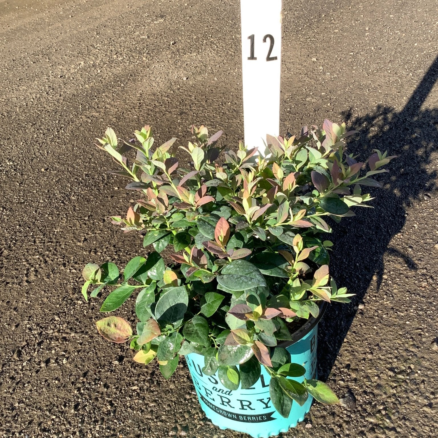 Pink Icing Blueberry Bush in a teal container displayed outdoors, showing green and reddish-tinged foliage on a gravel surface.