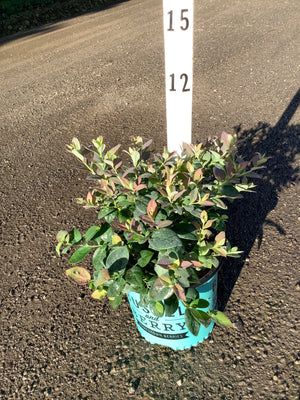 Pink Icing Blueberry Bush in a teal container displayed outdoors, showing green and reddish-tinged foliage on a gravel surface.