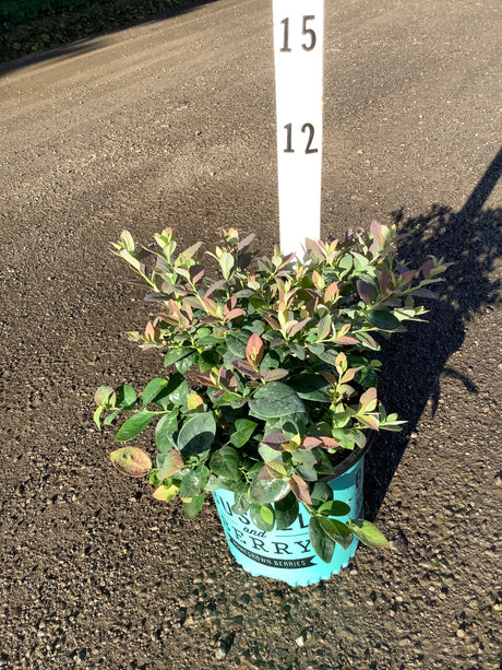 Pink Icing Blueberry Bush in a teal container displayed outdoors, showing green and reddish-tinged foliage on a gravel surface.