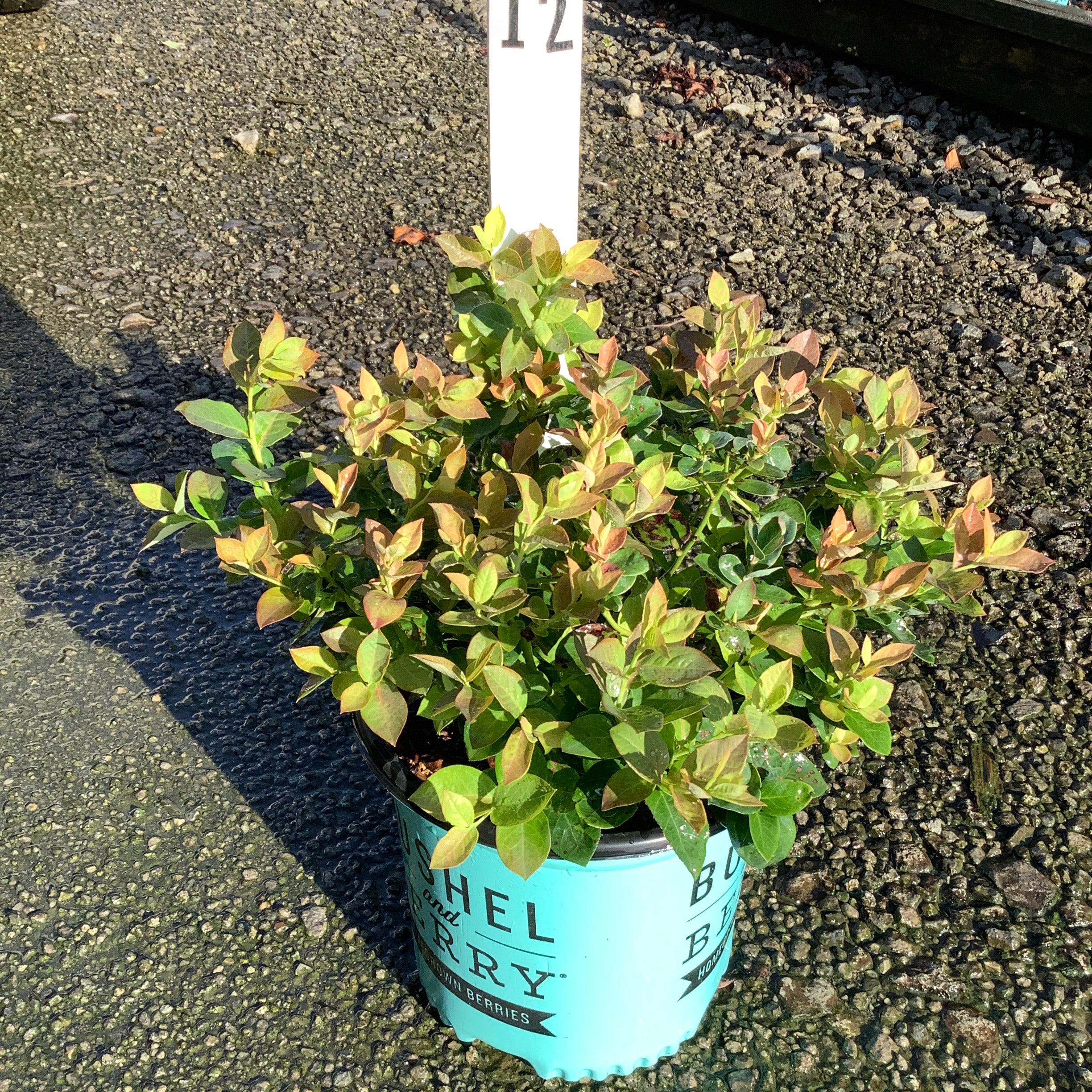 Peach Sorbet Blueberry Bush in a teal Bushel and Berry container showing green and red-tinged foliage at a nursery.