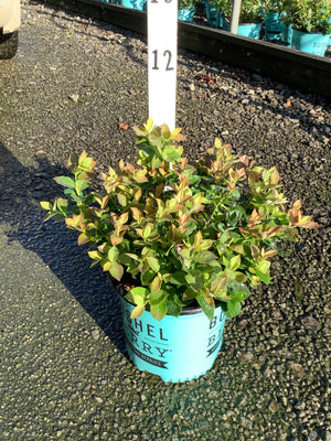 Peach Sorbet Blueberry Bush in a teal Bushel and Berry container showing green and red-tinged foliage at a nursery.