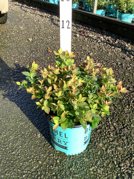 Peach Sorbet Blueberry Bush in a teal Bushel and Berry container showing green and red-tinged foliage at a nursery.