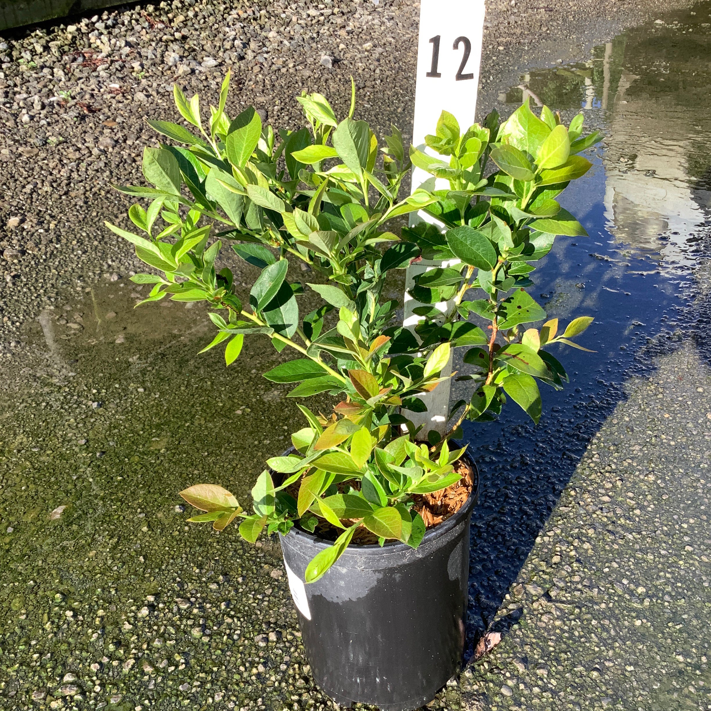 Chandler Blueberry Bush in a #1 black nursery container, showing dense green foliage with reddish new growth.