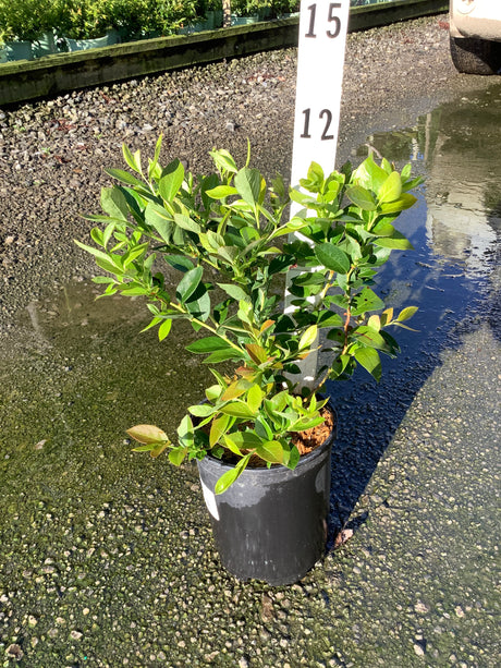 Chandler Blueberry Bush in a #1 black nursery container, showing dense green foliage with reddish new growth.