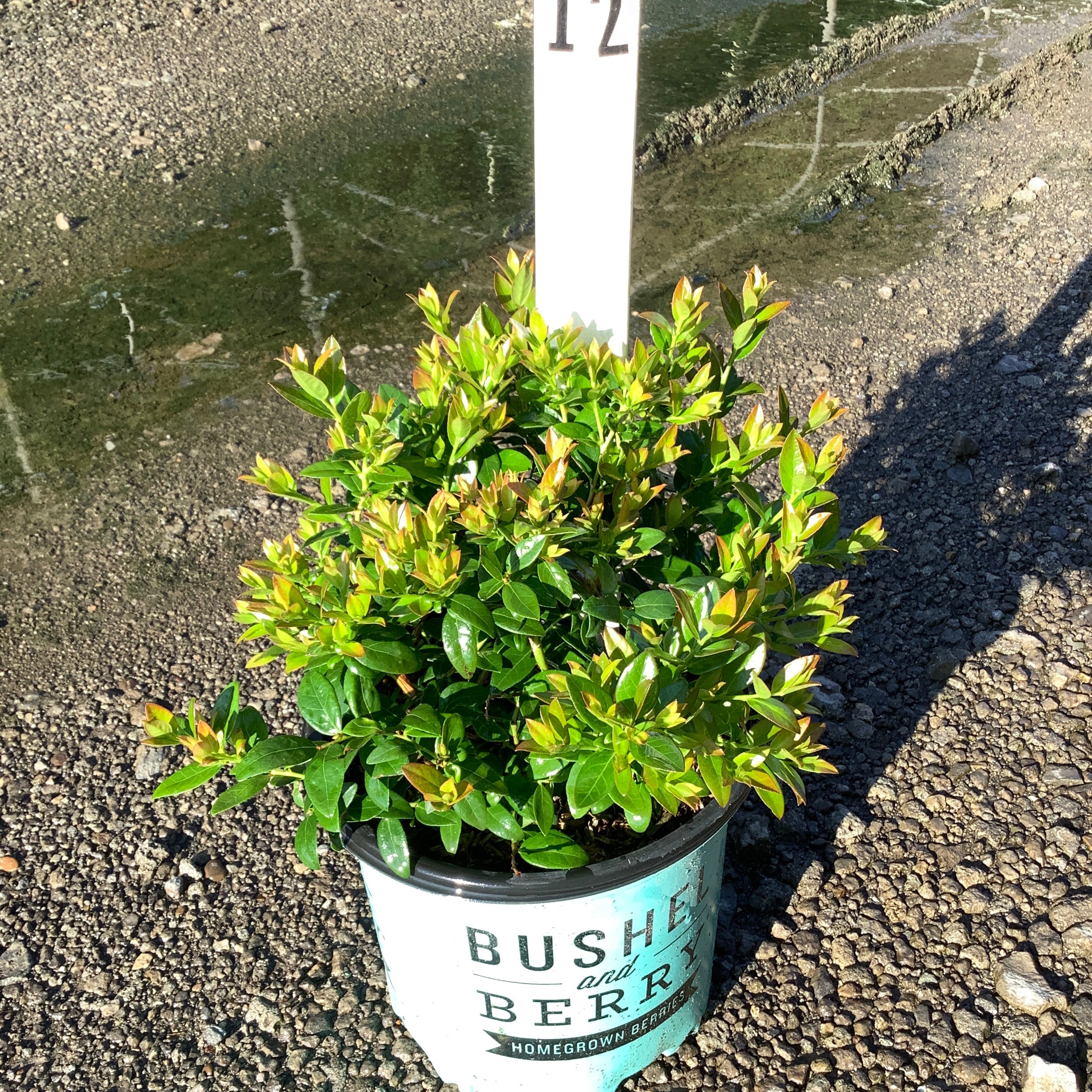 BerryBux Blueberry shrub in a Bushel and Berry container pot, showing dense green foliage with new growth tips.