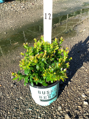 BerryBux Blueberry shrub in a Bushel and Berry container pot, showing dense green foliage with new growth tips.