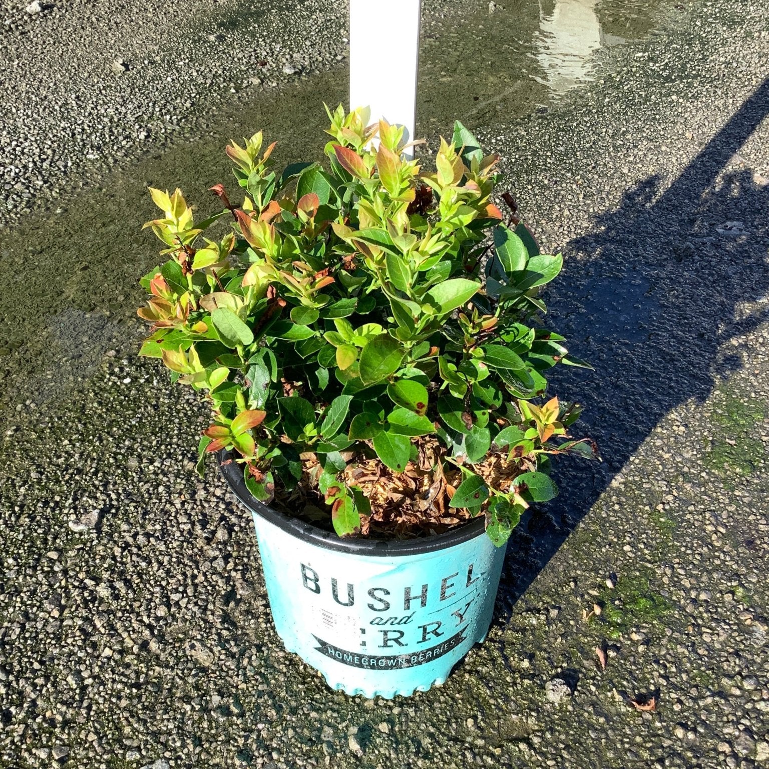 Jelly Bean Blueberry Bush in a teal Bushel and Berry container pot displayed on wet pavement.