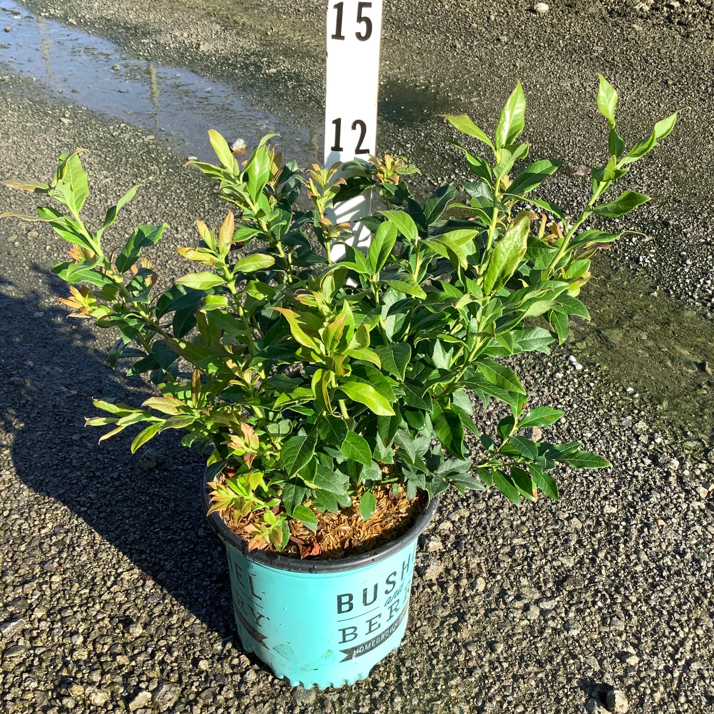 Perpetua Blueberry Bush in a teal container shown against a measurement stake at a nursery.