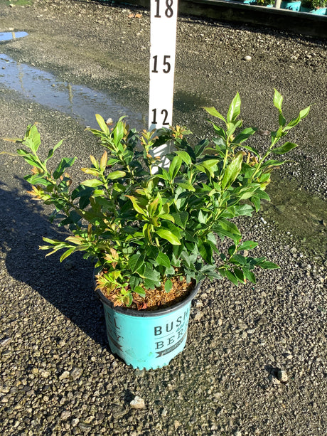 Perpetua Blueberry Bush in a teal container shown against a measurement stake at a nursery.