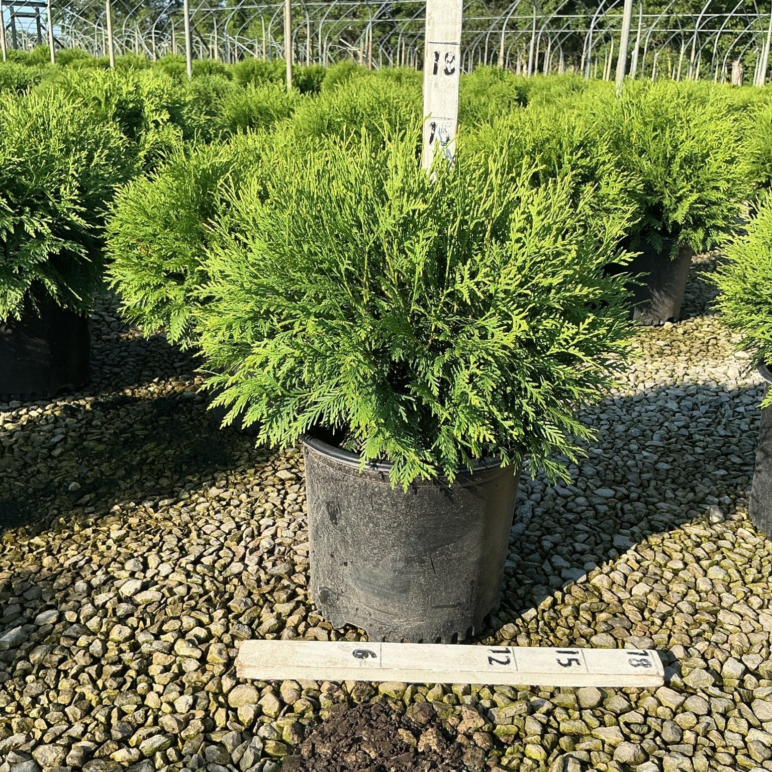 Woodward Arborvitae in a #3 container at a nursery, showing its dense, bright green rounded foliage habit.