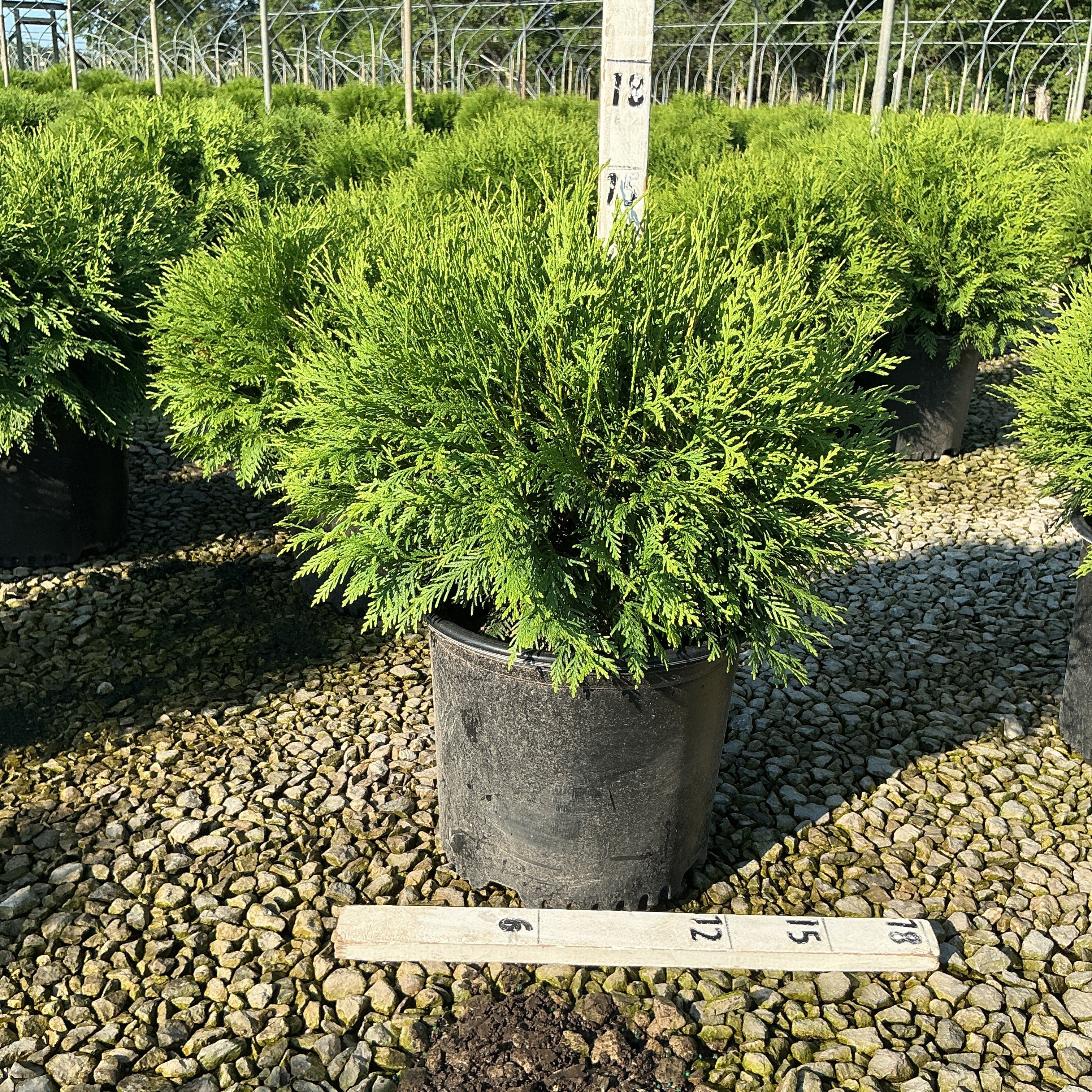 Woodward Arborvitae in a #3 container at a nursery, showing its dense, bright green rounded foliage habit.