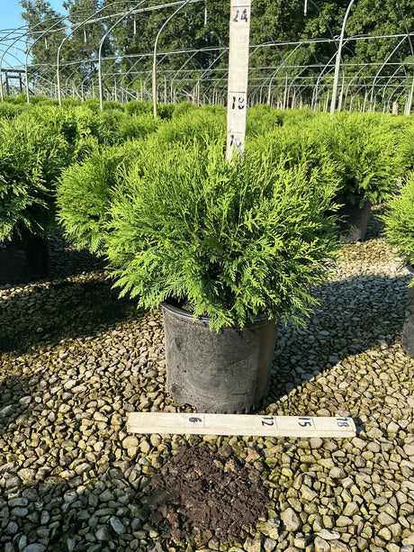 Woodward Arborvitae in a #3 container at a nursery, showing its dense, bright green rounded foliage habit.