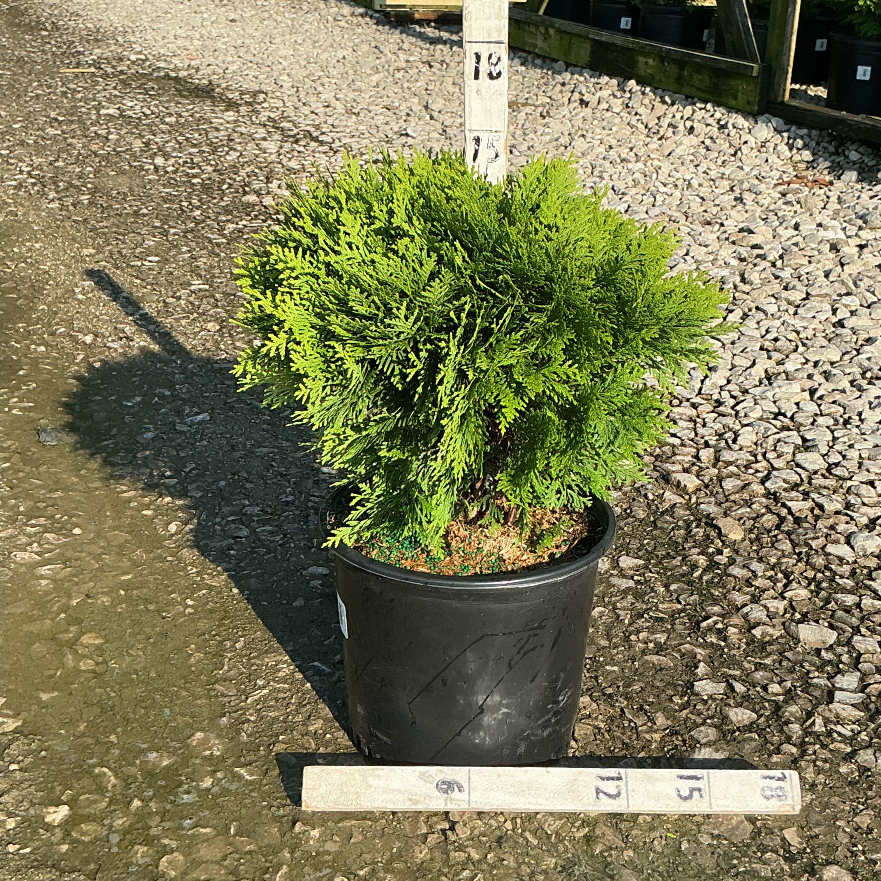 Danica Globe Arborvitae in a black nursery container showing its dense, rounded bright green foliage habit.