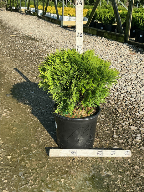 Danica Globe Arborvitae in a black nursery container showing its dense, rounded bright green foliage habit.