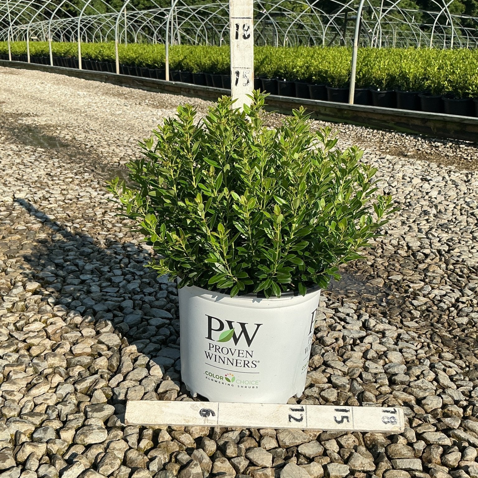Strongbox Inkberry Holly shrub in a Proven Winners #3 container displayed on gravel at a nursery with a measurement ruler.