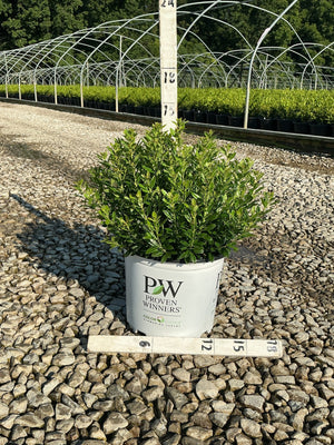 Strongbox Inkberry Holly shrub in a Proven Winners #3 container displayed on gravel at a nursery with a measurement ruler.