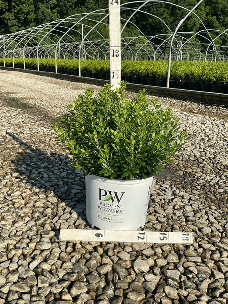 Strongbox Inkberry Holly shrub in a Proven Winners #3 container displayed on gravel at a nursery with a measurement ruler.