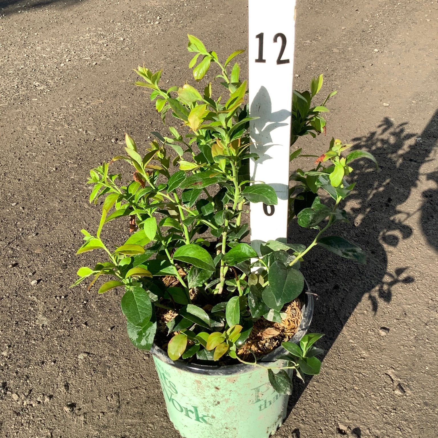 Patriot Blueberry Bush in a #1 container showing dense green foliage and new growth, measured against a height marker.