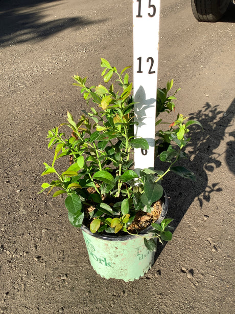 Patriot Blueberry Bush in a #1 container showing dense green foliage and new growth, measured against a height marker.