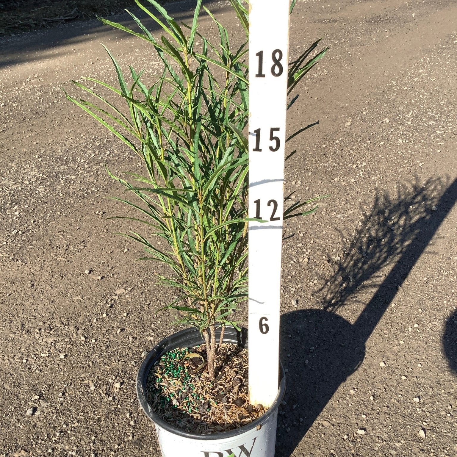 Fine Line Buckthorn in a Proven Winners container, measuring approximately 18 inches tall, with narrow willowy green foliage.