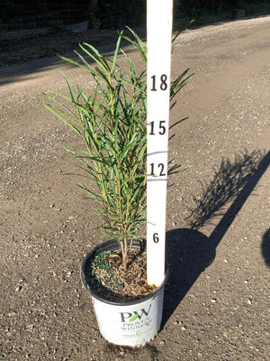 Fine Line Buckthorn in a Proven Winners container, measuring approximately 18 inches tall, with narrow willowy green foliage.