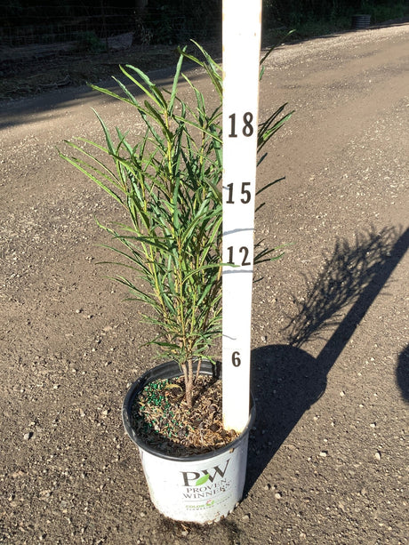 Fine Line Buckthorn in a Proven Winners container, measuring approximately 18 inches tall, with narrow willowy green foliage.