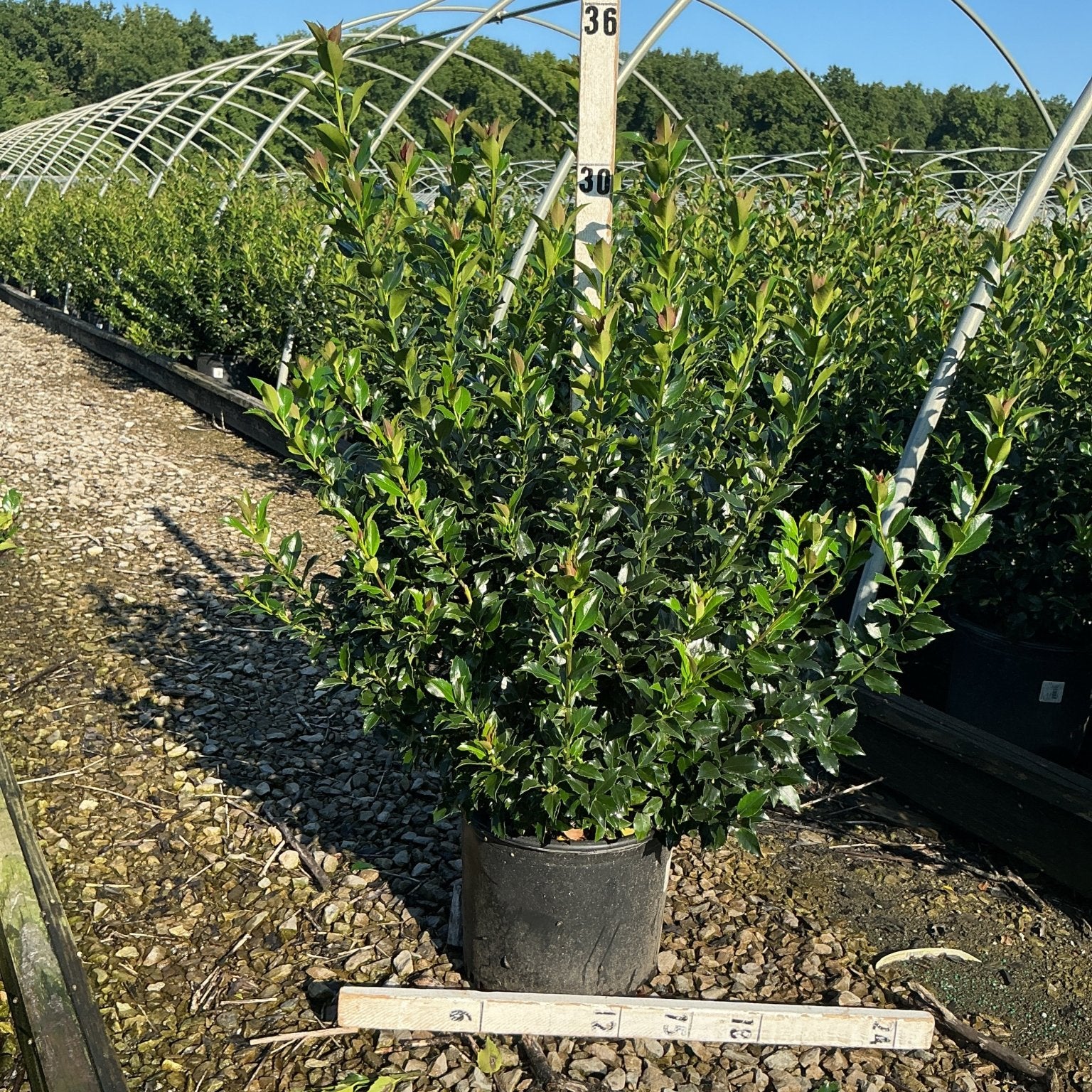 Blue Maid Meserve Holly shrub in a #3 container at a nursery, showing dense upright growth with glossy dark green foliage.