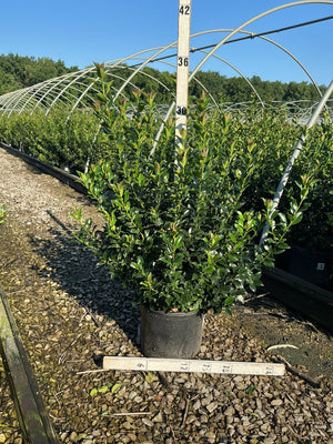 Blue Maid Meserve Holly shrub in a #3 container at a nursery, showing dense upright growth with glossy dark green foliage.