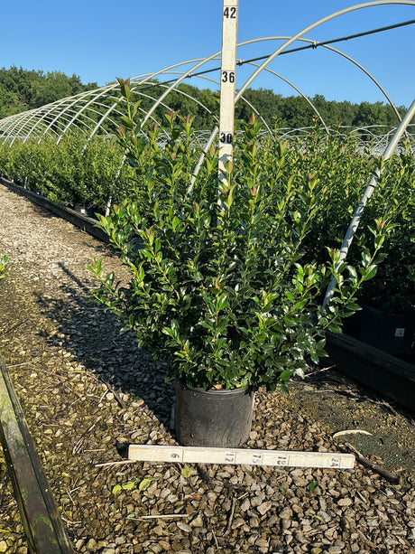 Blue Maid Meserve Holly shrub in a #3 container at a nursery, showing dense upright growth with glossy dark green foliage.