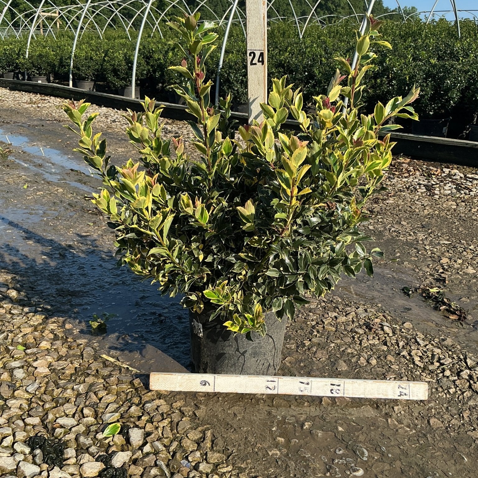 Honey Maid Holly shrub with variegated yellow and green foliage growing in a nursery container, shown at approximately 24 inches tall.