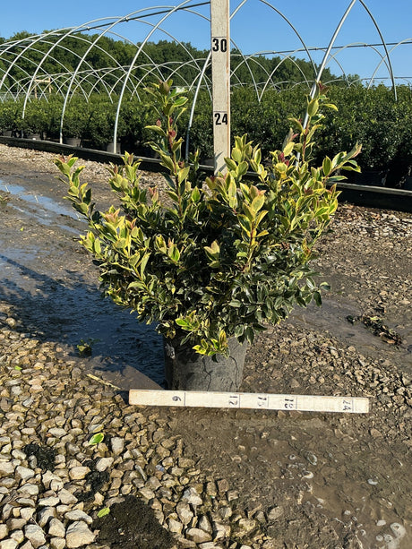 Honey Maid Holly shrub with variegated yellow and green foliage growing in a nursery container, shown at approximately 24 inches tall.