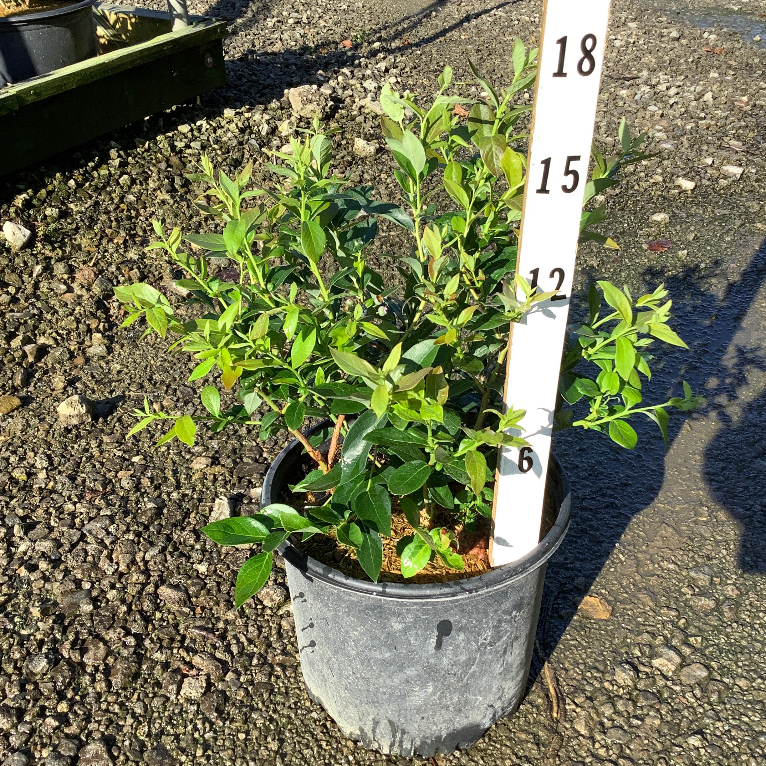 Duke Blueberry Bush in a #3 container shown against a measurement stick, reaching approximately 15 inches tall.