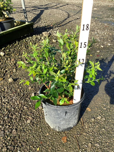 Duke Blueberry Bush in a #3 container shown against a measurement stick, reaching approximately 15 inches tall.